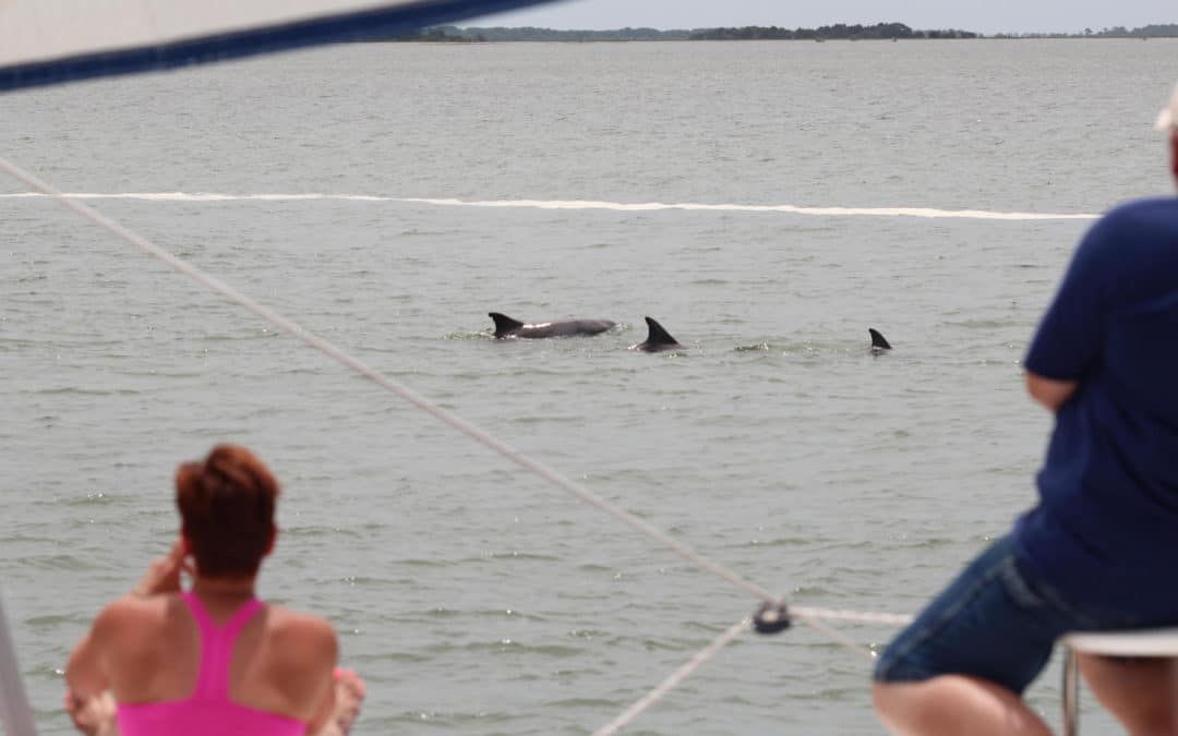 CATCHING SIGHT OF CHARLESTON’S MAGICAL MAMMAL – THE DOLPHIN