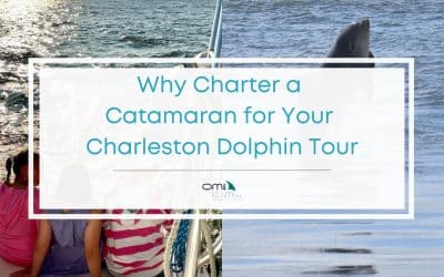 The Best Dolphin Tour With Charleston Catamaran Charter