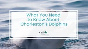 Featured image of what you need to know about Charleston's dolphins