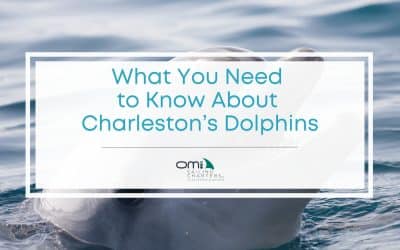 How Charleston’s Dolphins Thrive: A Look at the Local Ecosystem