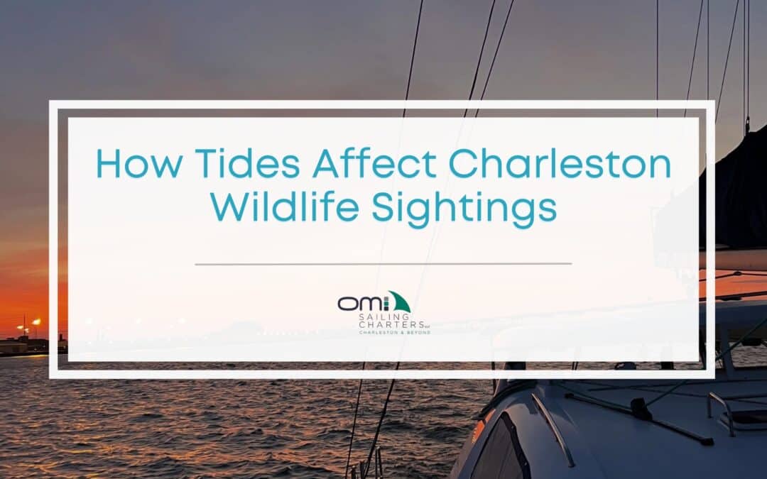 How Charleston’s Tides Influence Wildlife Sightings on the Water
