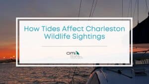Featured image of how tides affect Charleston wildlife sightings