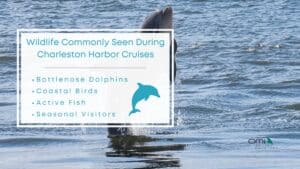 Infographic image of wildlife commonly seen during Charleston harbor cruises