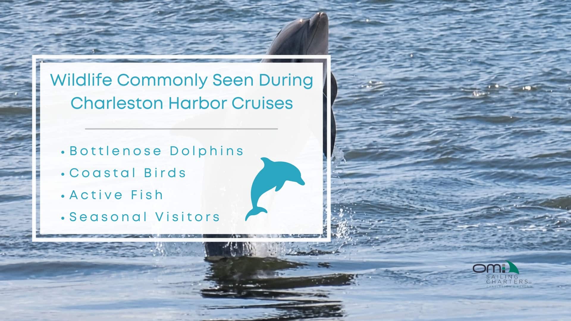 Infographic image of wildlife commonly seen during Charleston harbor cruises